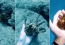 Dirljiv snimak hobotnice u potrazi za pažnjom i ljubavi razniježit će i najhladnija srca