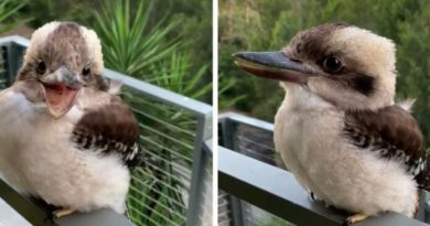 PTIČIJI OSMIJEH KOJI ĆE VAM POPRAVITI RASPOLOŽENJE: KUKABURA JE AUSTRALSKA PTICA KOJA SE SMIJE PTIČIJI OSMIJEH KOJI ĆE VAM POPRAVITI RASPOLOŽENJE: KUKABURA JE AUSTRALSKA PTICA KOJA SE SMIJE