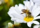 Njemački naučnik smatra da su pčele inteligentne i da posjeduju emocije
